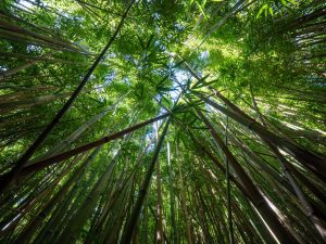 Why Investing is Like Growing a Chinese Bamboo Tree
