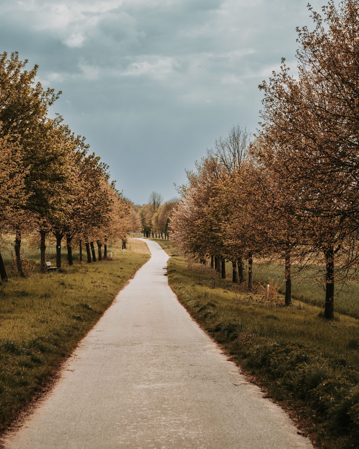 Path lined with a row of trees stretching into the distance, illustrating month-by-month HSA eligibility and the last-month rule