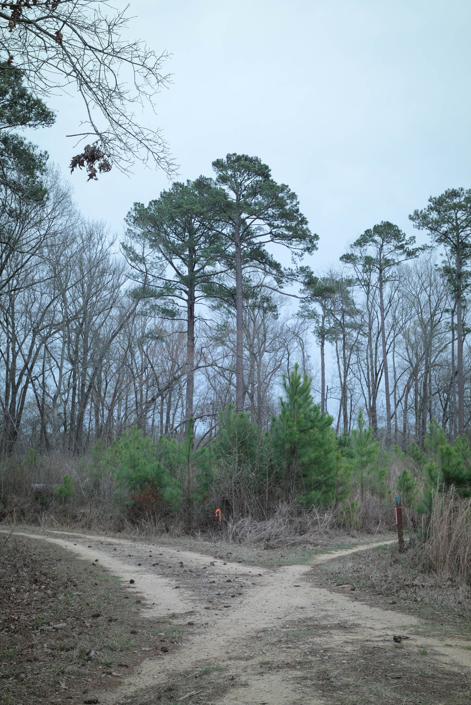 Forest path splitting into two trails, representing the choice between an index mutual fund and an ETF