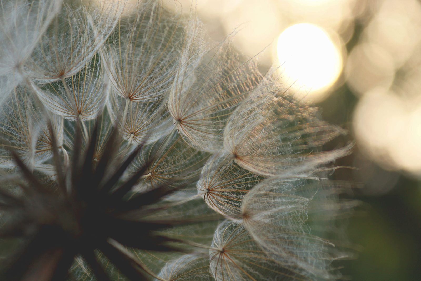Backlit dandelion seeds ready to drift on the wind, a metaphor for qualified charitable distributions and passing on an inherited IRA