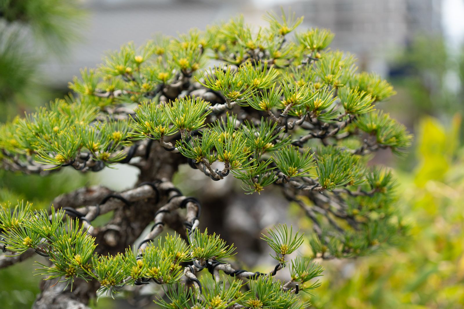 Close-up of a wired bonsai pine illustrating small, deliberate sector tilts around a diversified portfolio core