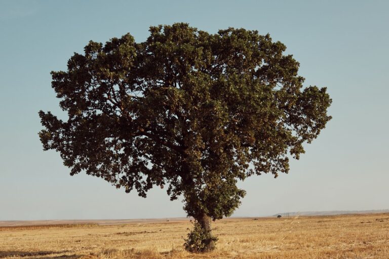Lone old oak tree in a golden open field under a clear sky, suggesting Berkshire Hathaway's decades of long-term compounding